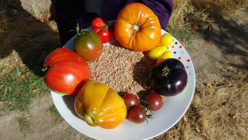 Yozgatlı çift, sağlıklı nesiller için ata tohumu üretiyor