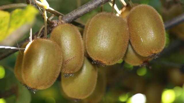 Giresun’da 2023 tahmini kivi rekoltesi 990 ton