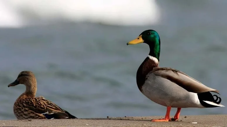 Kızılırmak Deltası Kuş Cenneti’nde yeşilbaş ördekler göç etti