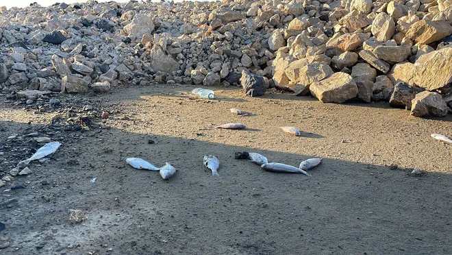 İskenderun’da toplu balık ölümleri