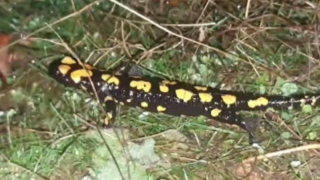 Tunceli’de soyu tehlikede olan benekli semender görüntülendi