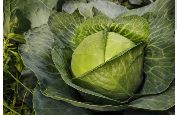 Kaymaklı Lahana Aşı