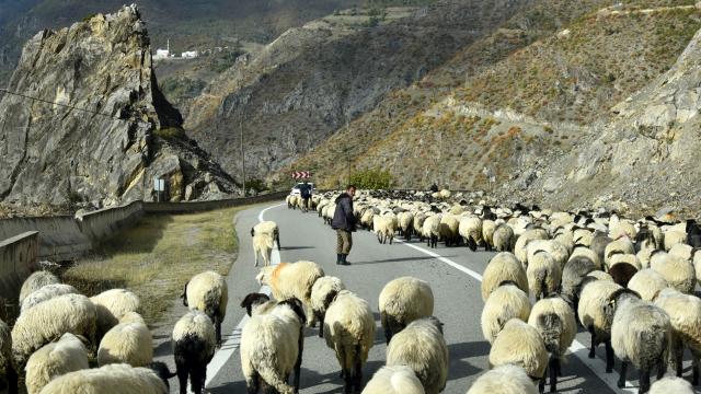Gümüşhane’nin yüksek yaylalarından sürü göçleri devam ediyor