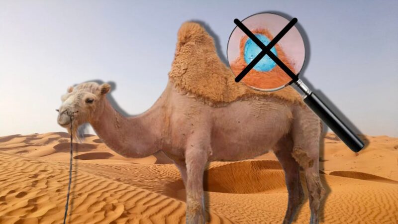 Develerin Hörgüçlerinin İçinde Ne Var ve Ne İşe Yarıyor? Hayır, Su Depolamıyorlar!