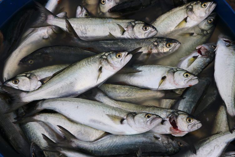 Marmara Denizi’nde lüfer bereketi yaşanıyor