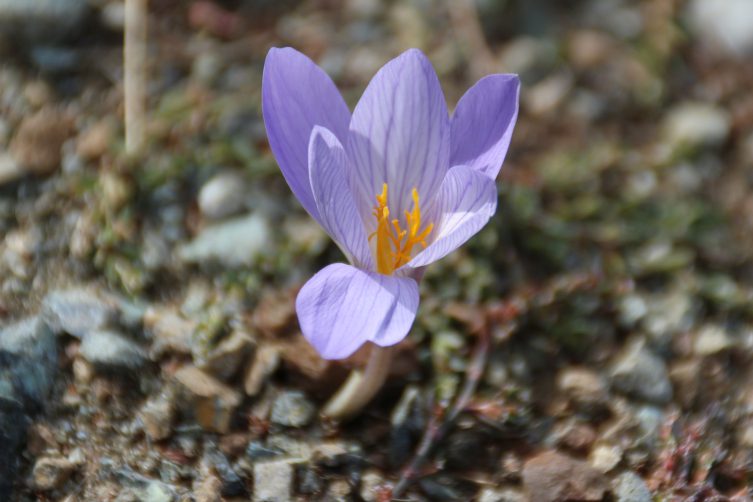 Çankırı’yı “vargit” çiçekleri süslemeye başladı