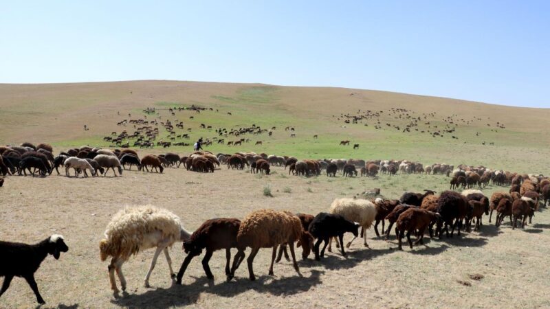 Yaylalardan zorlu dönüşler sürüyor