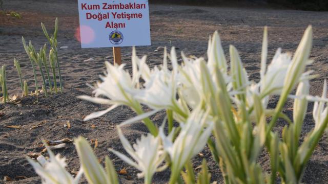 Kum zambaklarını koparana 244 bin 315 TL ceza