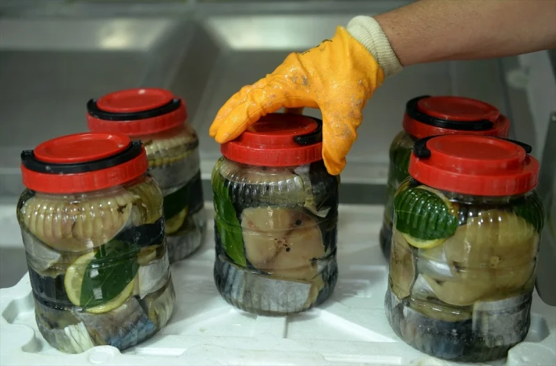 Sinop’ta Palamut Avındaki Düşüş Nedeniyle Lakerda Fiyatları Yükseldi