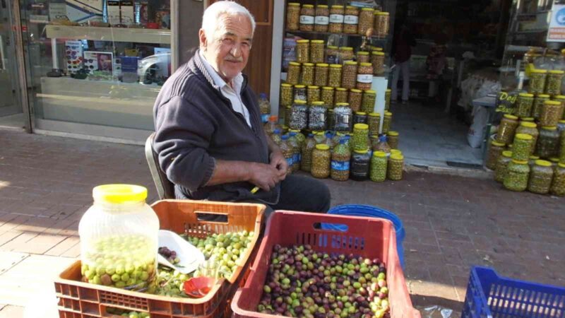 Balıkesir’de yeşil zeytin hasadı başladı