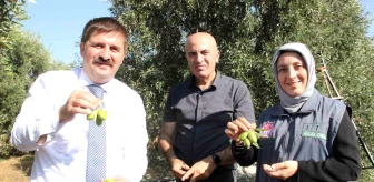 Karaman’da Türkiye’nin En Kaliteli Zeytini Üretiliyor