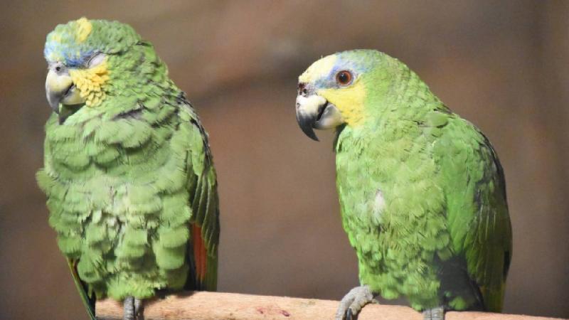 Trabzon’da yapımı tamamlanan Kuş Parkı hizmete açıldı