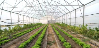 Çukurca Belediyesi tarafından yapılan seralar sayesinde vatandaşlar ucuz sebze yiyor