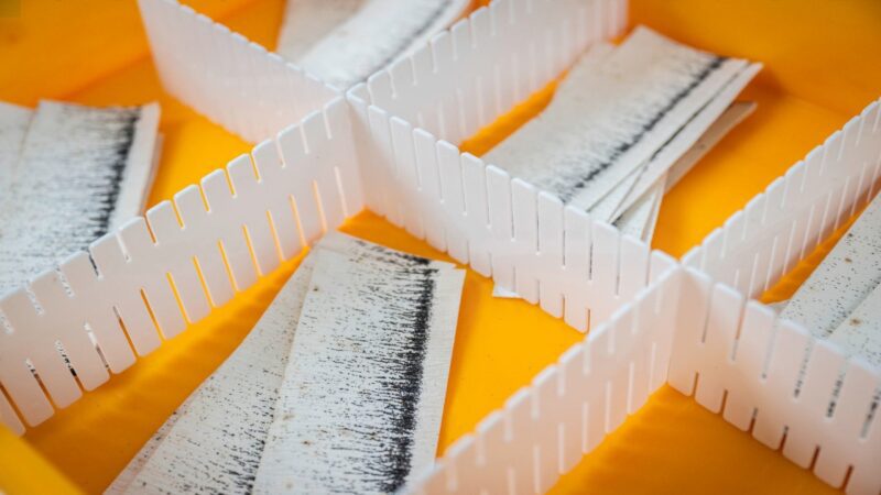 Singapur’un Her Hafta 5 Milyon Sivrisineği Doğaya Salmasının Ardındaki Sebep Ne?