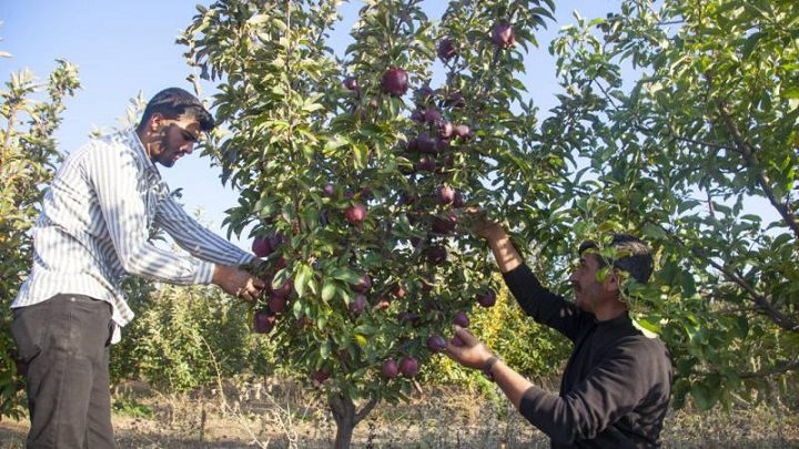 Devlet desteğiyle kurduğu elma bahçesinden 180 ton verim aldı
