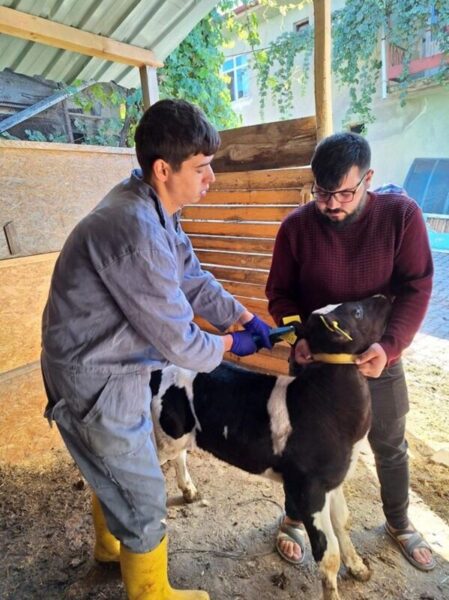 Gediz İlçe Tarım ve Orman Müdürlüğü Hayvanları Aşılıyor