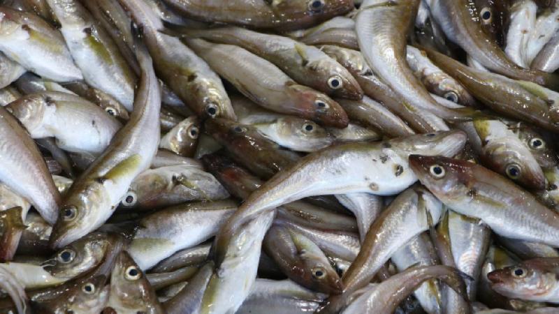 Tekirdağ’da mezgit tezgahları süslemeye başladı