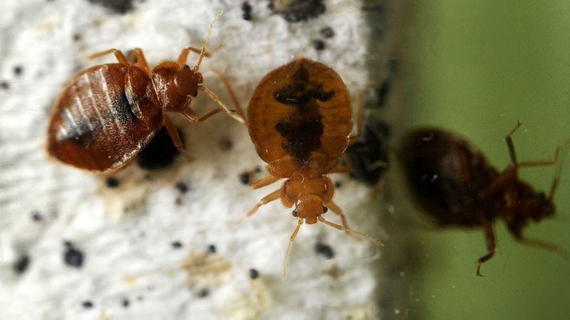 Tahtakurusunun adını bile duymak neden rahatsız eder?