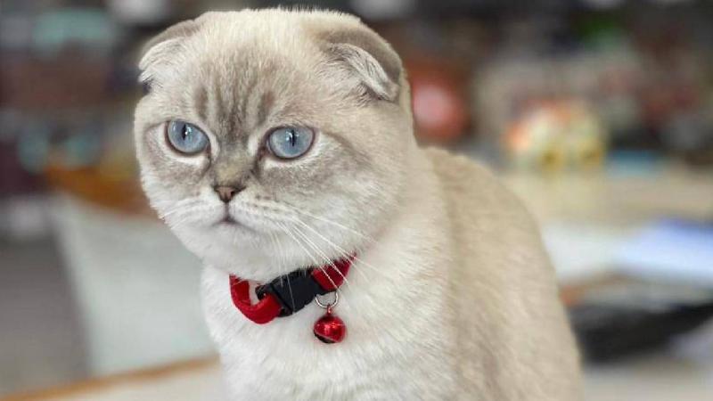 Araştırmacılar, kedilerin 276 farklı yüz ifadesi olduğunu keşfetti