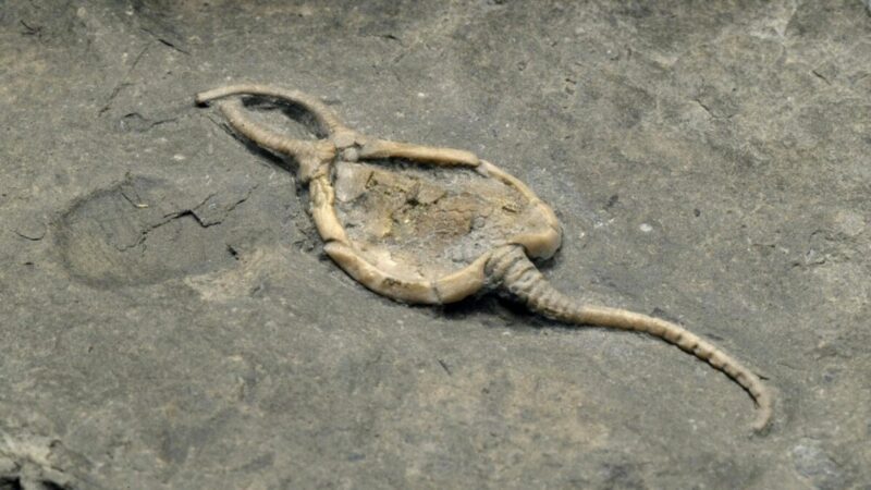 Bilim İnsanları, Soyu Tükenmiş 450 Milyon Yıllık Deniz Organizmalarını Taklit Eden Bir Robot Geliştirdi