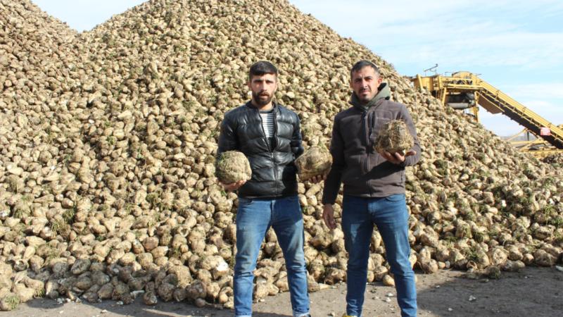 Kars’ta çiftçiler pancarın kar altında kalmaması için gece gündüz çalışıyor