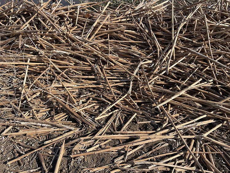 Ayçiçeği saplarından gıda ambalaj malzemesi üretmek için çalışma yapılıyor