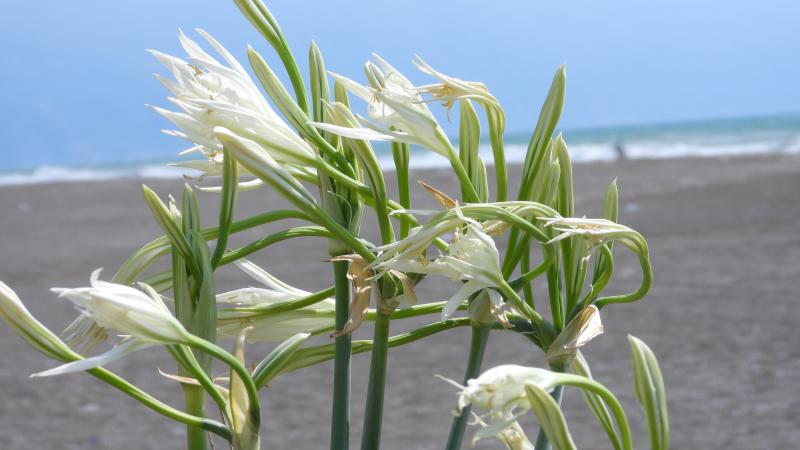 Sakarya’da kuvvetli rüzgar koruma altındaki kum zambaklarına da zarar verdi