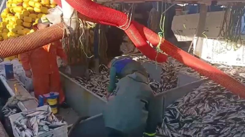 Tekirdağlı balıkçılar kasa kasa balıkla döndü