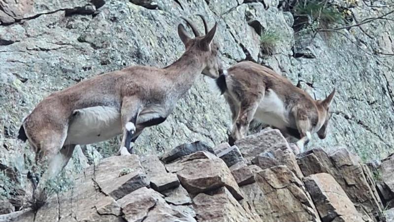 Nesli koruma altındaki yaban keçileri Artvin kara yolunda görüntülendi