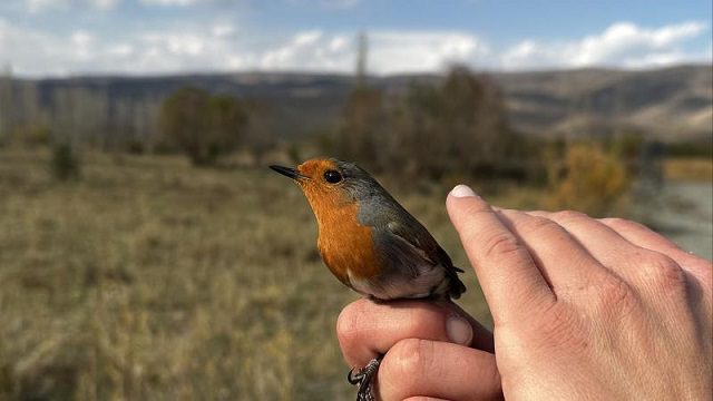 Aras Kuş Cenneti’nde 101 türden kuş halkalandı