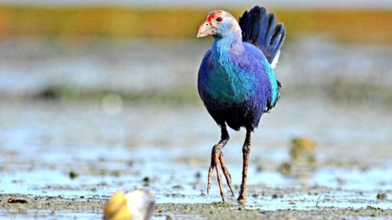Samsun Kızılırmak Deltası’nda ‘Saz Horozu’ objektiflere poz verdi!