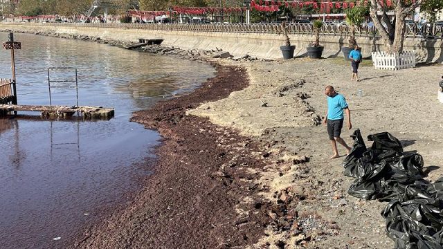 Tekirdağ sahilinde kırmızı yosun birikti