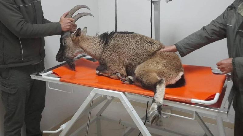 Adıyaman’da yaralı bulunan dağ keçisi tedavi altına alındı