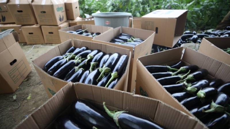 Gönen’de yıllık 7 bin 753 ton patlıcan üretimi