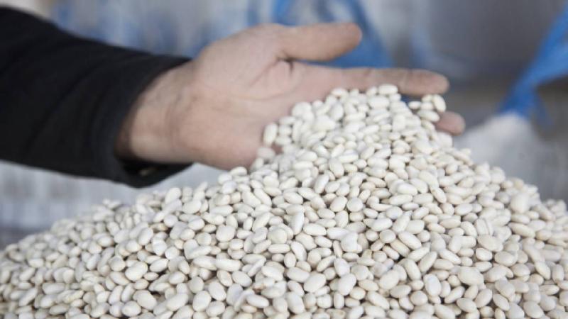 Bitlis’te 20 bin ton kuru fasulye hasadı yapıldı