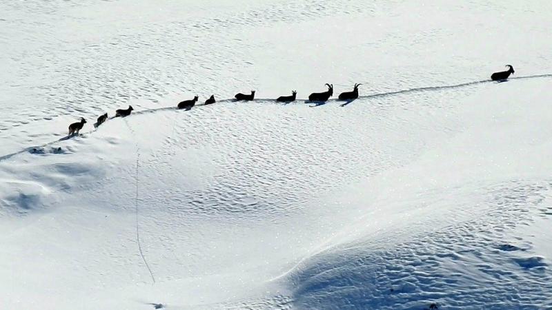 Erzincan’da göç yolundaki şamua sürüsü görüntülendi