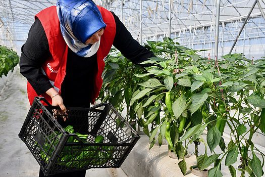 Kocaeli’de volkanik cürufla yetiştirilen sebzeler hasat ediliyor