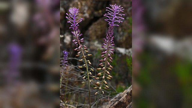 Muğla’da yeni bir endemik bitki türü keşfedildi