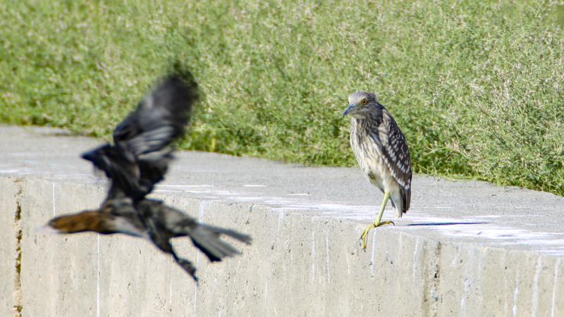 Iğdır’da uydu vericisi takılan saz delicesi göçe hazırlanıyor