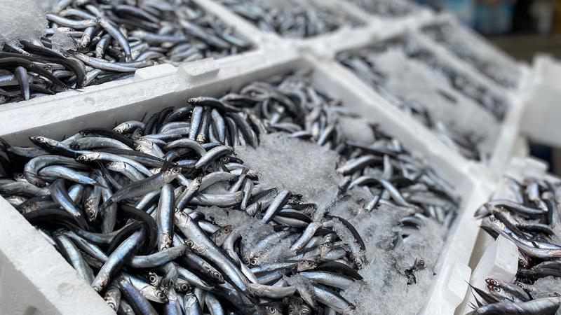 Balıkçılar hamsi bolluğu için sıcaklığın düşmesini bekliyor