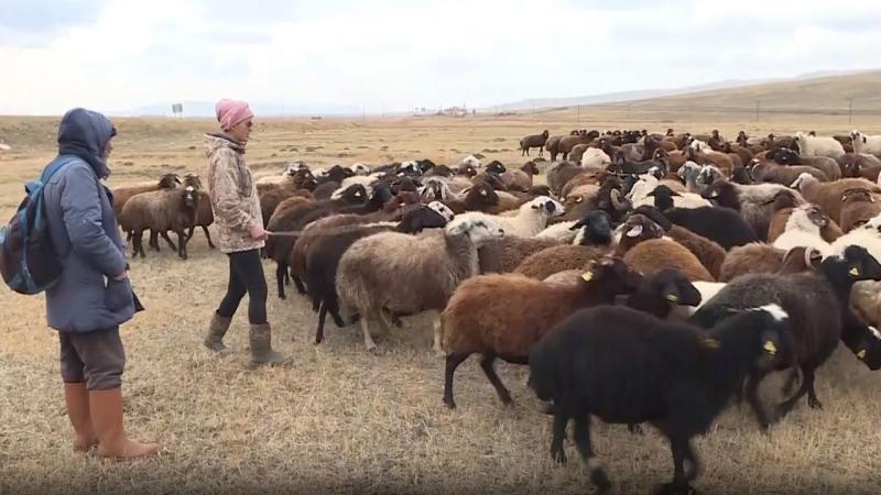 Hayvancılığa hobi olarak başladı; sürü sahibi oldu