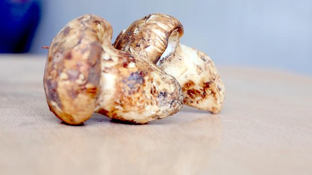 Sedir mantarından ülke ekonomisine 550 milyon lira katkı bekleniyor