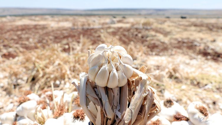 Araban sarımsağının AB tescilinde son aşama