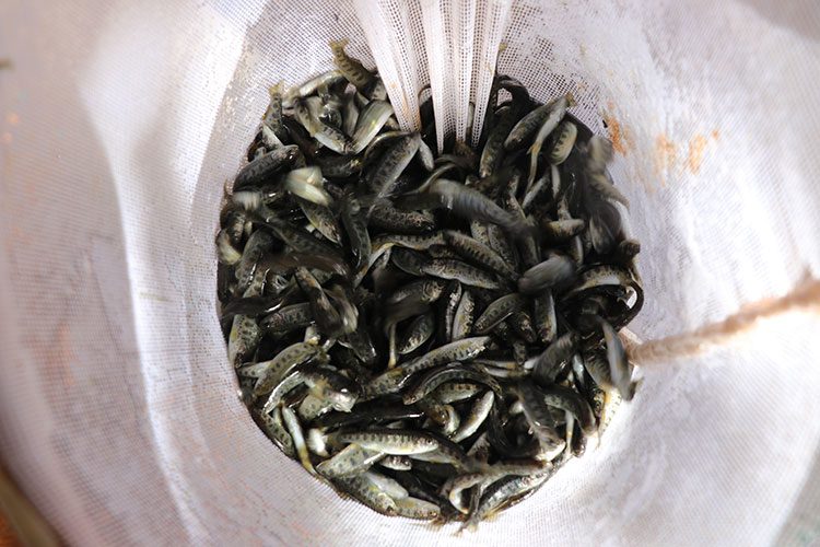 Zengin su kaynaklarının bulunduğu Erzincan’da balıkçılık yaygınlaşıyor