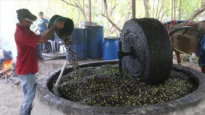 Hatay’da atın çektiği taş değirmen, zeytinyağında lezzeti ve kaliteyi artırıyor