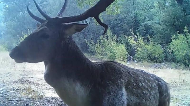 Isparta’da ormanlık alandaki alageyikler fotokapana yansıdı