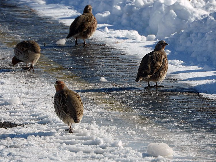 Erzurum’da çil keklikler karlar üzerinde yiyecek ararken görüntülendi