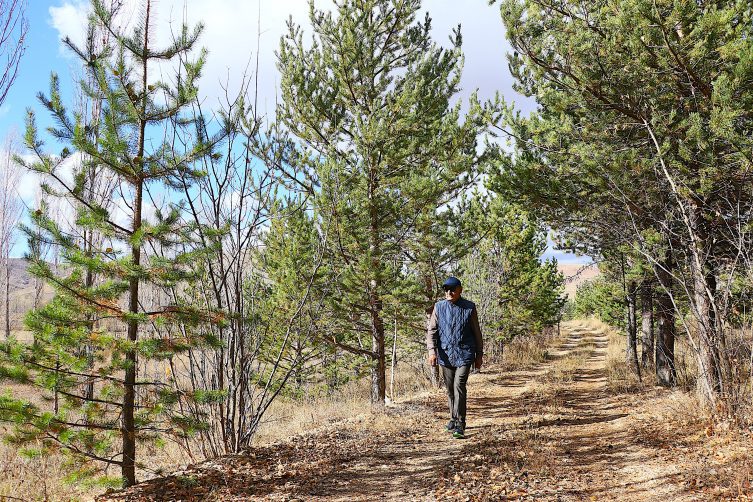 Çorak araziyi 3 bin ağaçlı ormana dönüştürdü