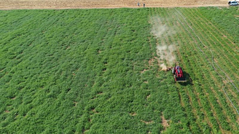 Türkiye’nin nane ihtiyacının karşılanmasında Gaziantep zirvede yer alıyor