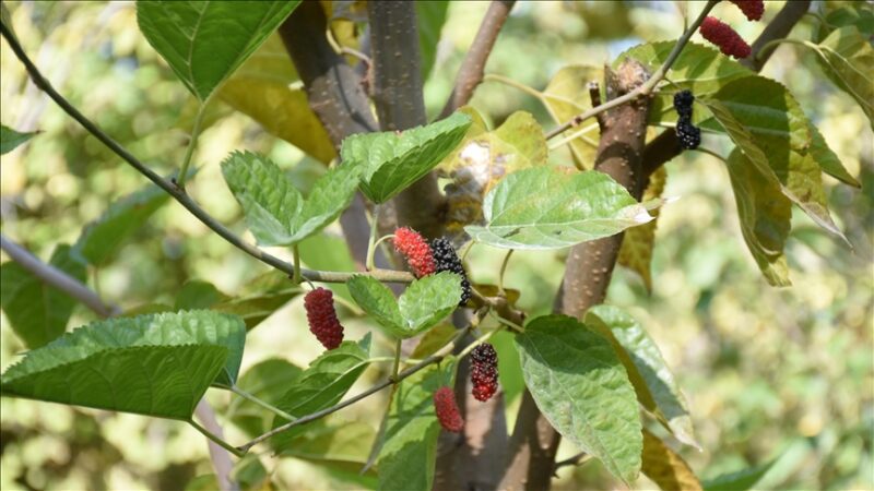 Malatya’da dut ağacı sonbaharda meyve verdi
